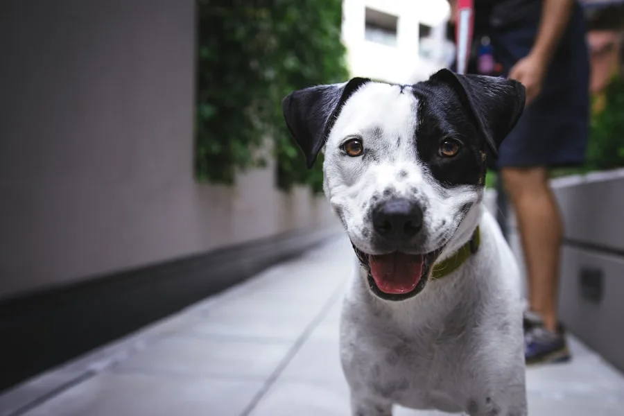Happy dog out on a walk, ready for adoption